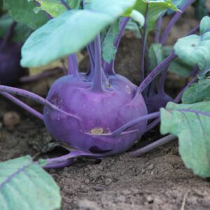 Koolrabi zaden 'Purplish'