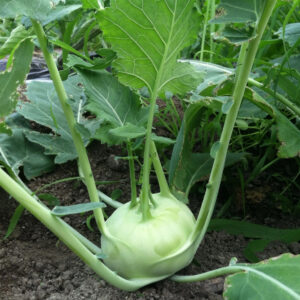 Koolrabi