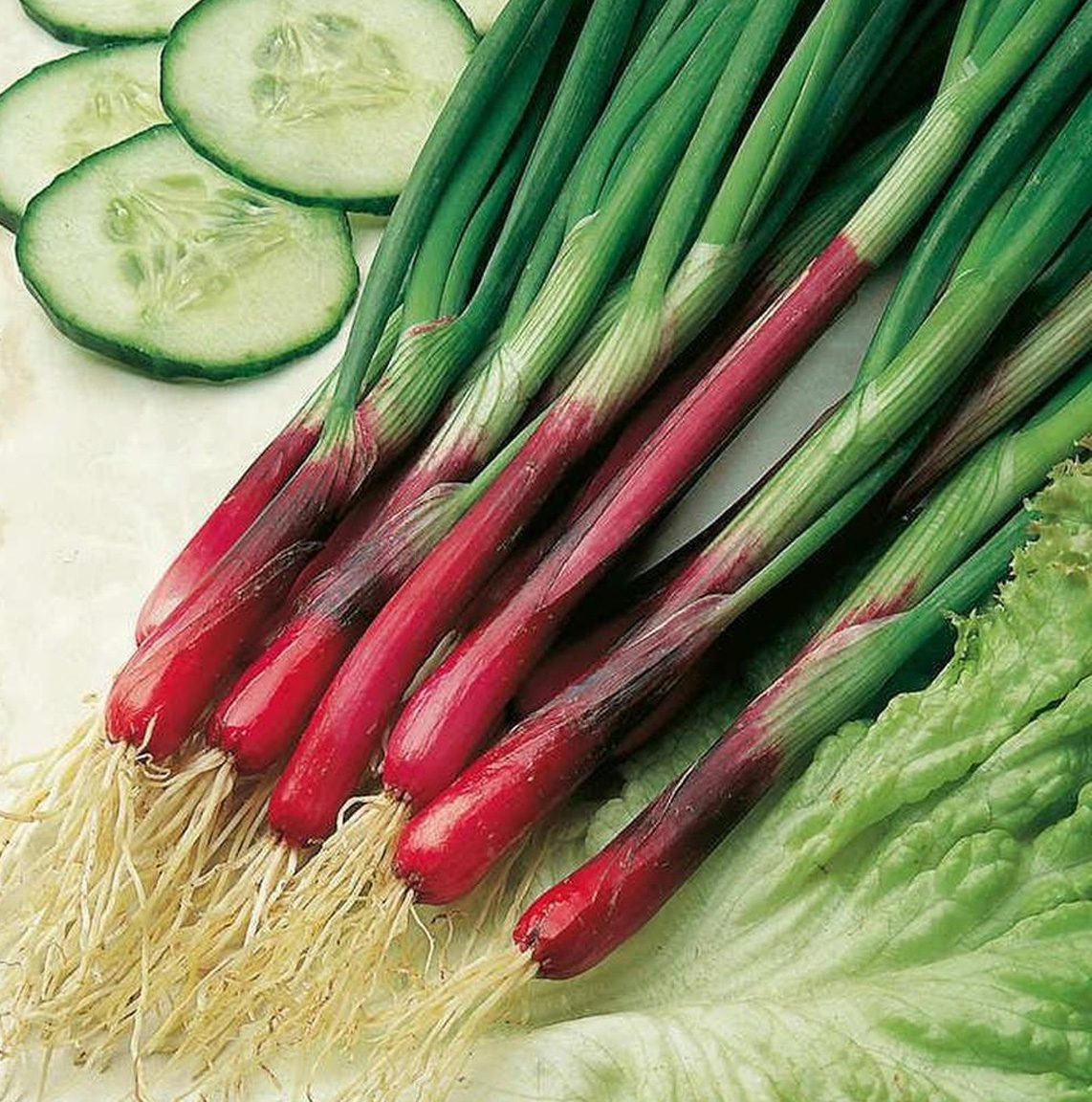 Lente ui zaden 'Red Toga'
