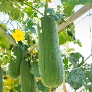 Luffa zaden 'Washcloth' - Sponskomkommer