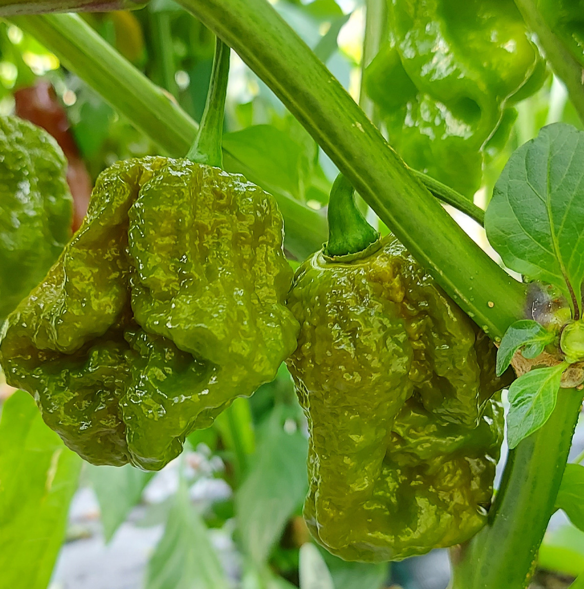 Ghost Pepper Classics Pack - Afbeelding 2