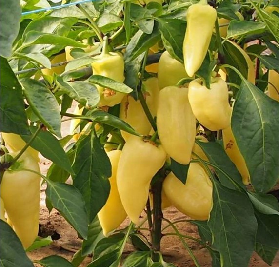 Paprika Mega Collectie - Afbeelding 3