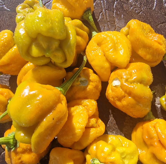Moruga Golden Peperzaden - Afbeelding 2