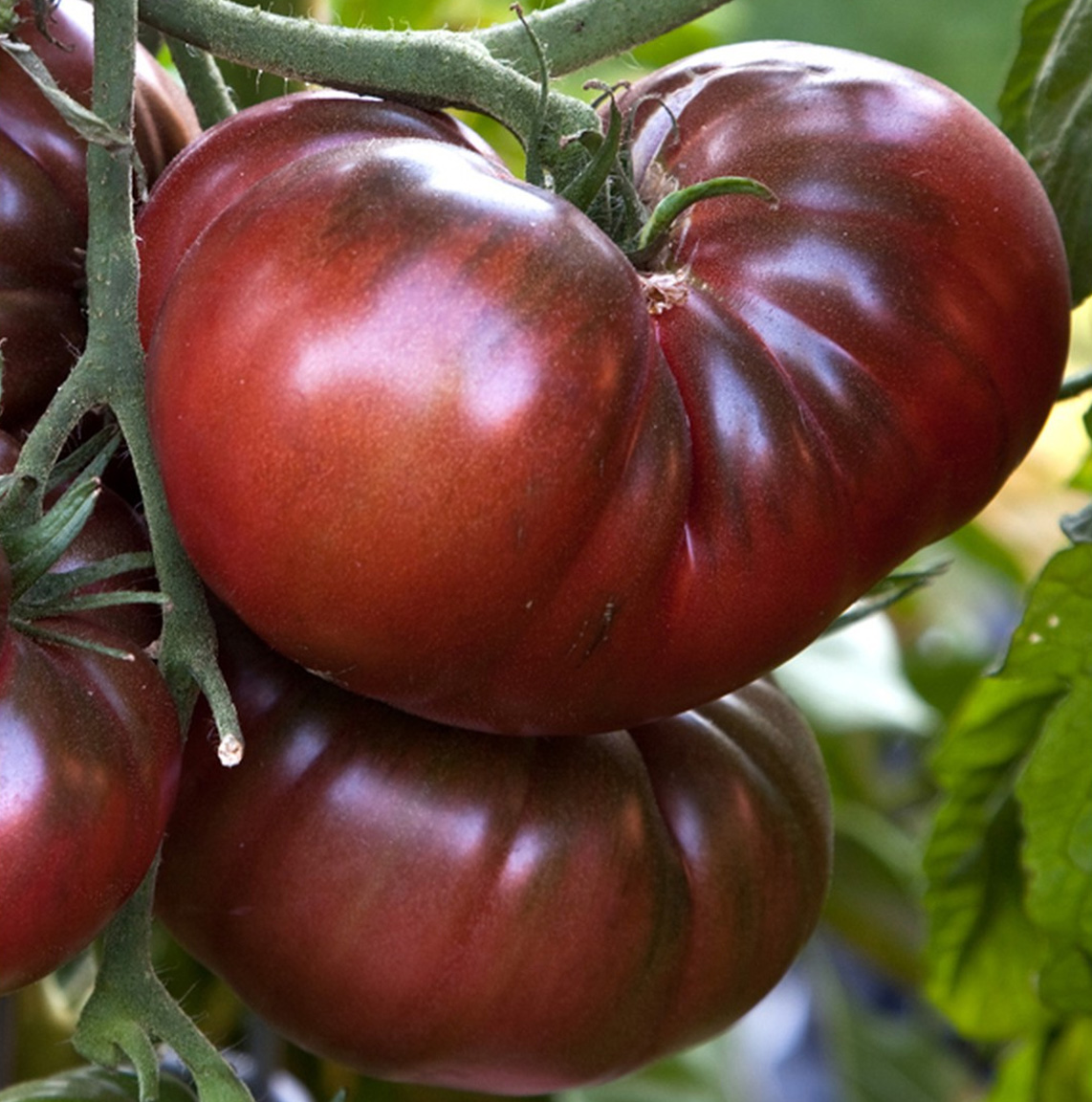Noir De Crimee tomatenzaden