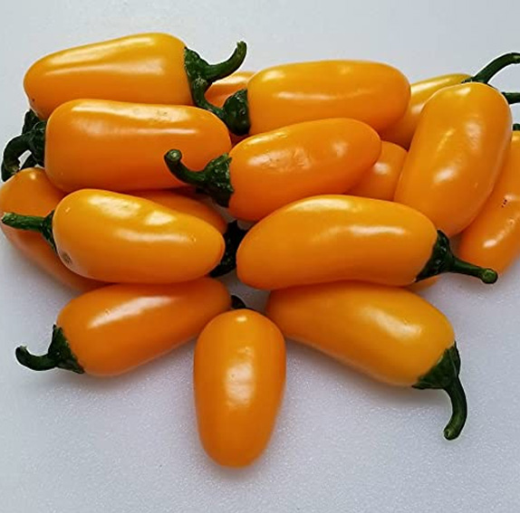 Jalapeño Numex Pumpkin Spice zaden