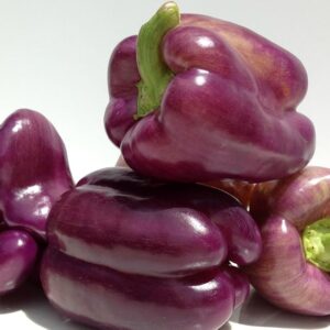 Paarse Paprika Oda - Capsicum Annuum