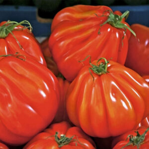 Or Pera D'Abruzzo tomatenzaden