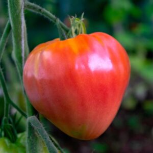 Oxheart tomatenzaden