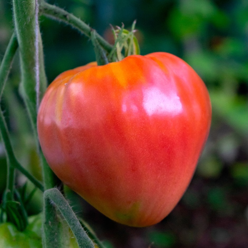 Oxheart tomatenzaden