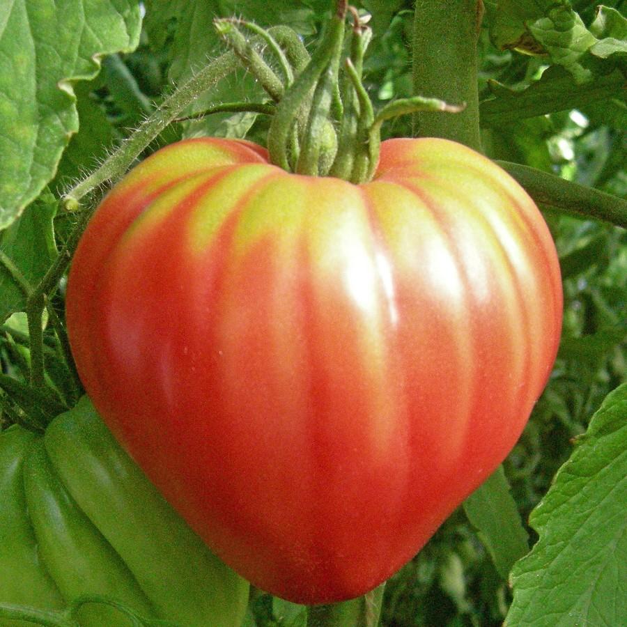 Oxheart tomatenzaden - Afbeelding 2