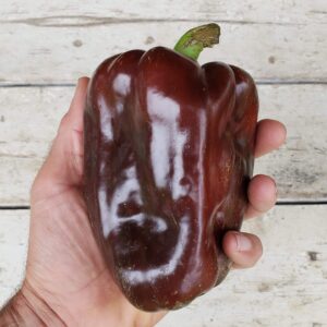 Paprika zaden 'Sweet Chocolate'