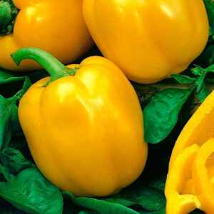 Paprika zaden 'Tesla F1'