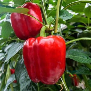 Paprika zaden 'Yolo Wonder'