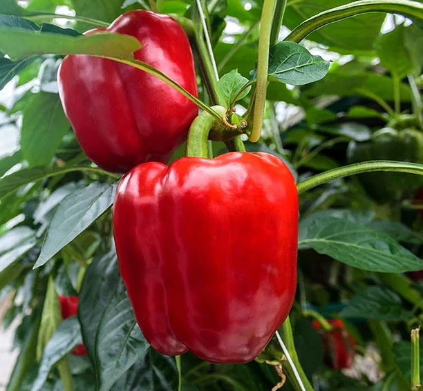 Paprika Mega Collectie - Afbeelding 8