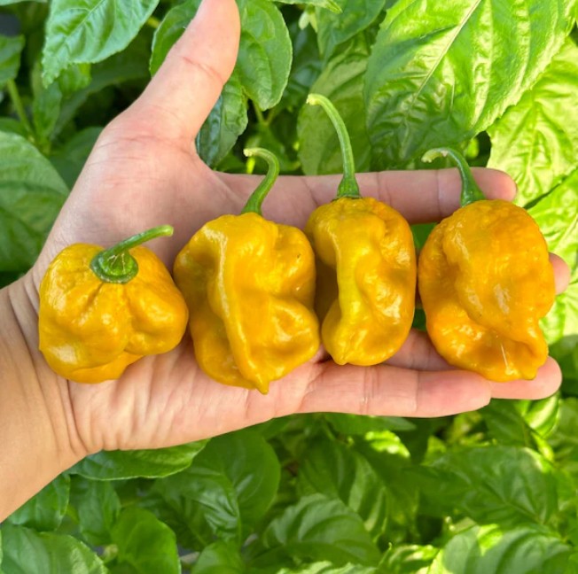 Moruga Golden Peperzaden