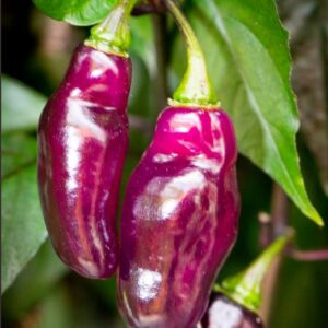 Pimenta da Neyde peperzaden