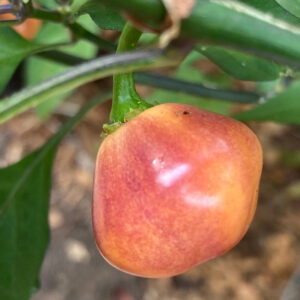 Purple Peach zaden