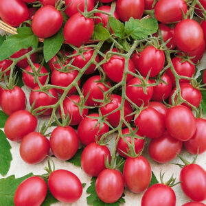 Raspberry Cherry tomatenzaden