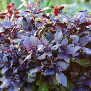 Rode basilicum 'Dark Opal' - Perfect voor combinatieteelt