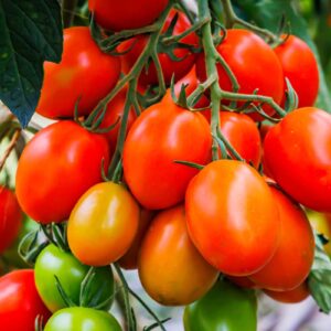 Roma tomatenzaden