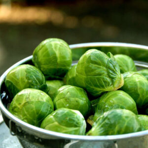 Spruitjes zaden 'Dolores F1'