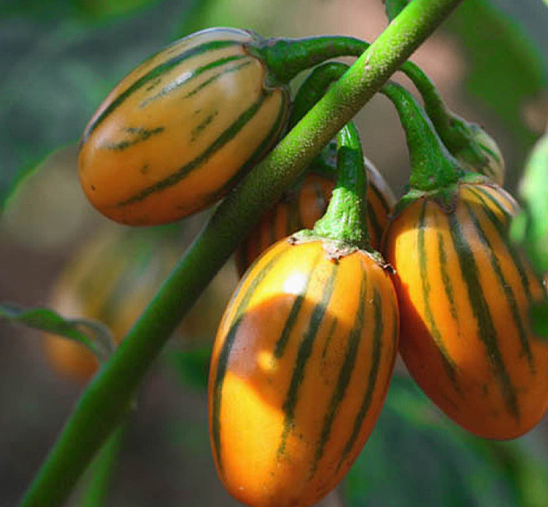 Aubergine Showstoppers - Afbeelding 3