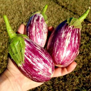 Striped Voyage Aubergine Zaden