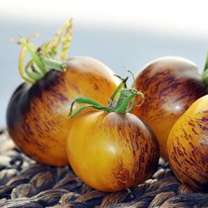 Stripes of Yore tomatenzaden