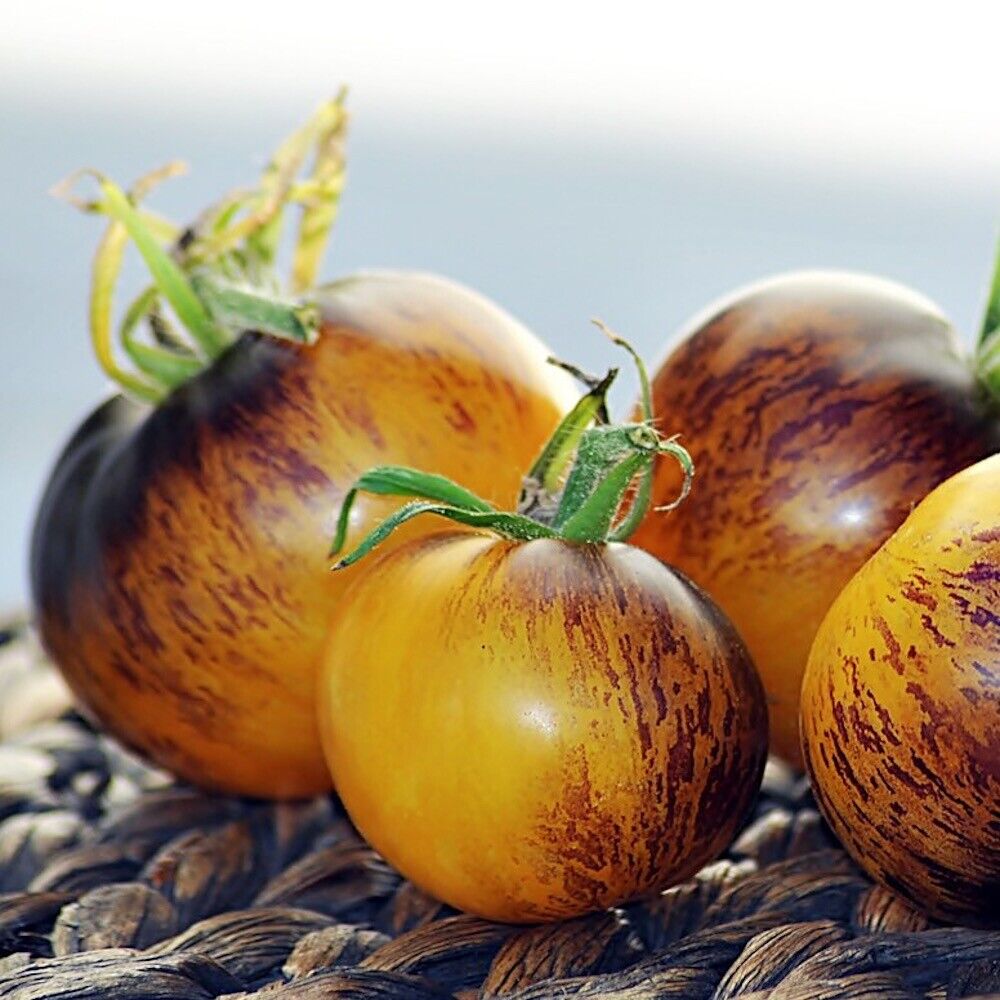 Stripes of Yore tomatenzaden