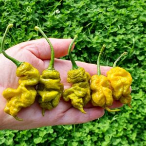 T Rex Mustard peperzaden
