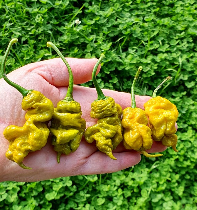 Yellow Mustard Monsters Pack - Afbeelding 4