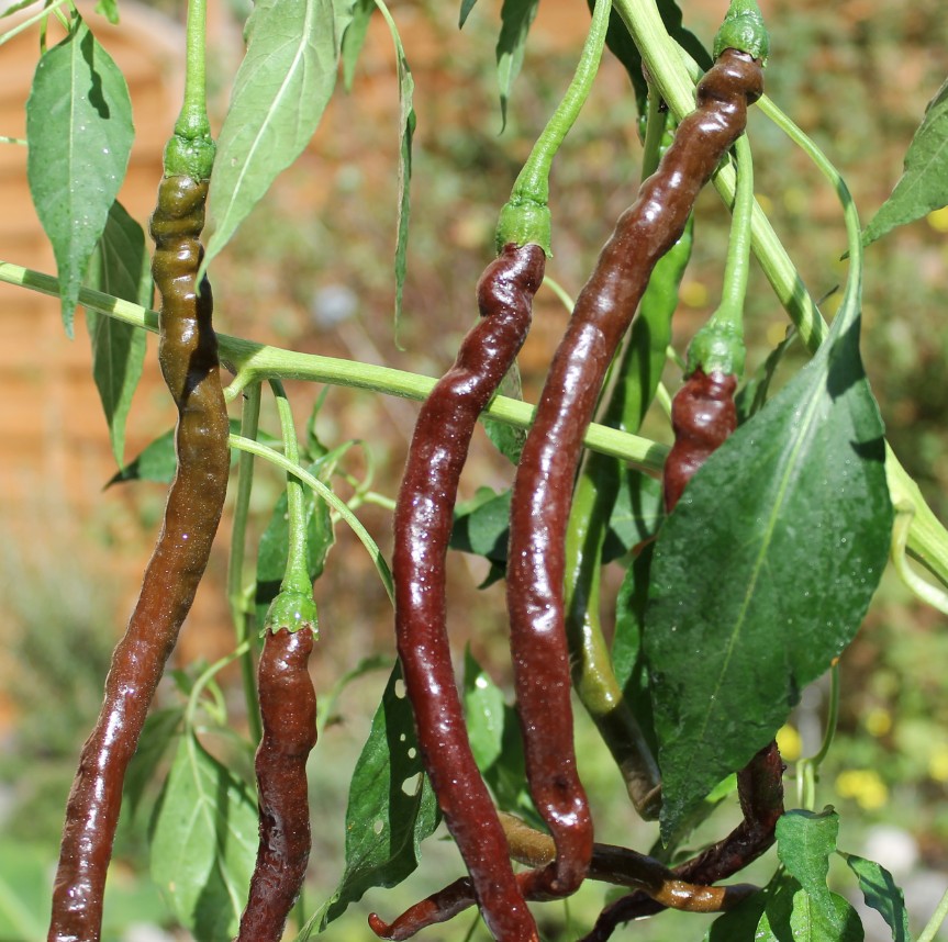 Thunder Cacho Brown - Afbeelding 2