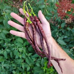 Thunder Cacho Brown