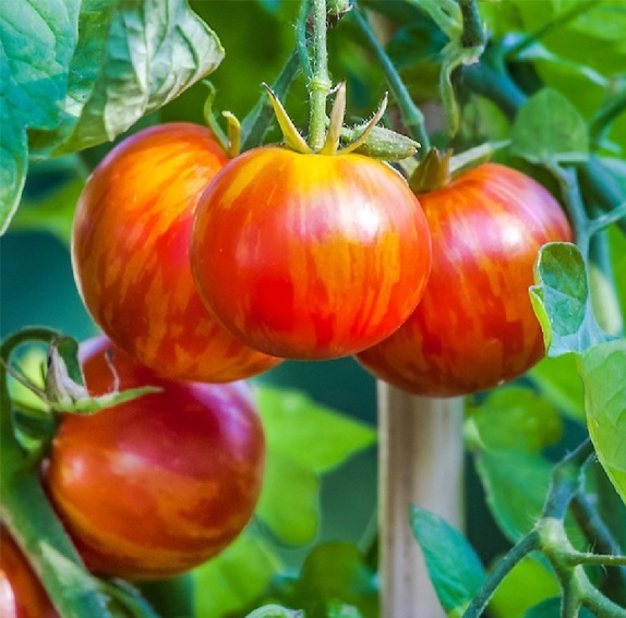 Tigerella tomatenzaden