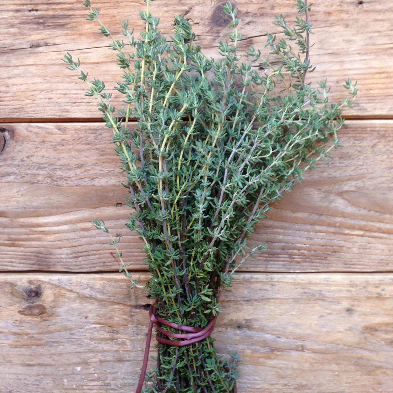 Tijmzaad Thymus vulgaris - Afbeelding 2