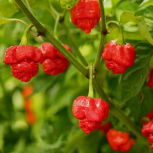 Trinidad Moruga Scorpion zaden