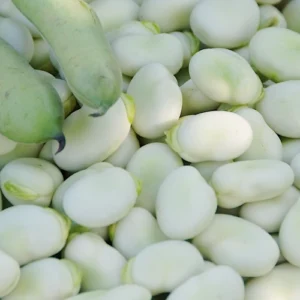 Tuinboon zaden Wit