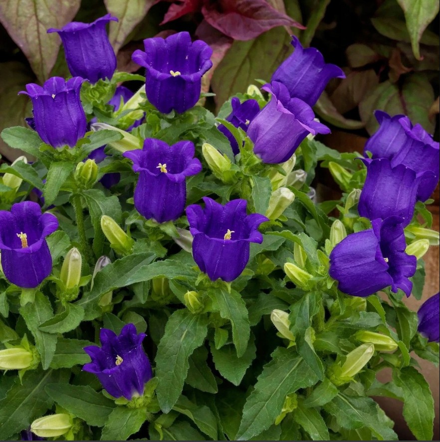 Tuinklokje Zaden 'Campanula Medium' - Grote Klokvormige Bloemen - Afbeelding 2