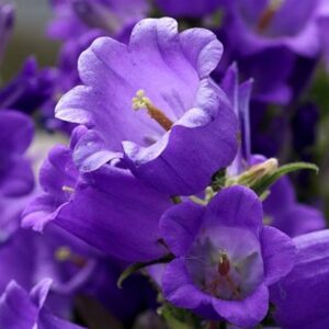 Tuinklokje Zaden 'Campanula Medium' - Grote Klokvormige Bloemen
