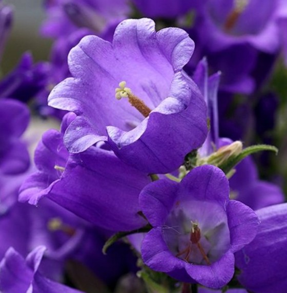 Tuinklokje Zaden 'Campanula Medium' - Grote Klokvormige Bloemen
