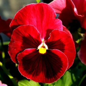 Grootbloemige Tuinviooltjes - Rood met Vlek