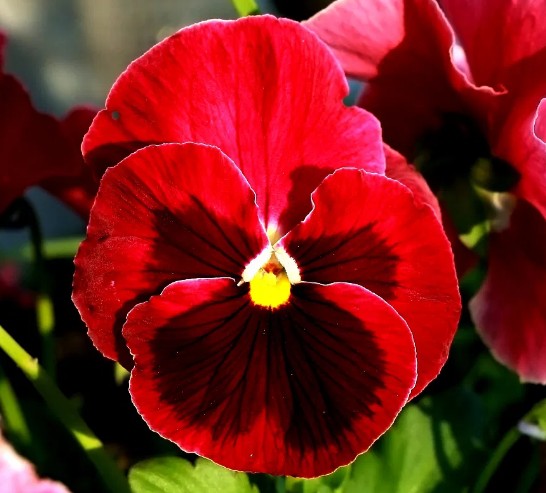 Grootbloemige Tuinviooltjes - Rood met Vlek