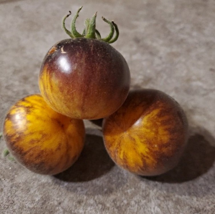 Ussuri Tiger Tomatenzaden - Afbeelding 3