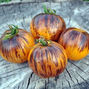 Ussuri Tiger Tomatenzaden