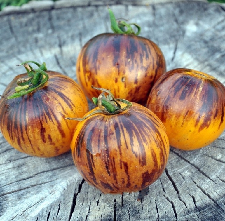 Ussuri Tiger Tomatenzaden