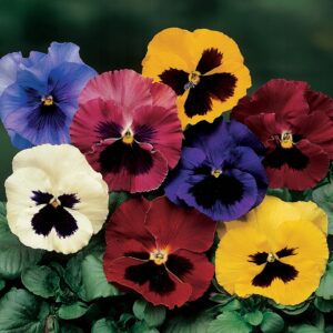 Grootbloemige Viooltjeszaden - Mix van Kleuren