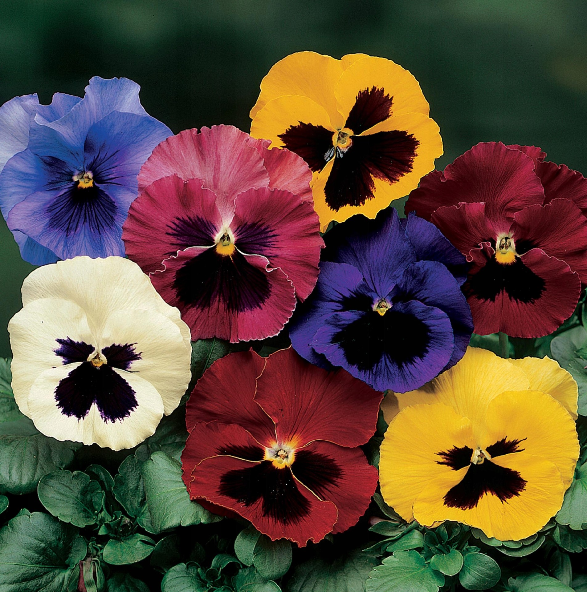 Grootbloemige Viooltjeszaden - Mix van Kleuren