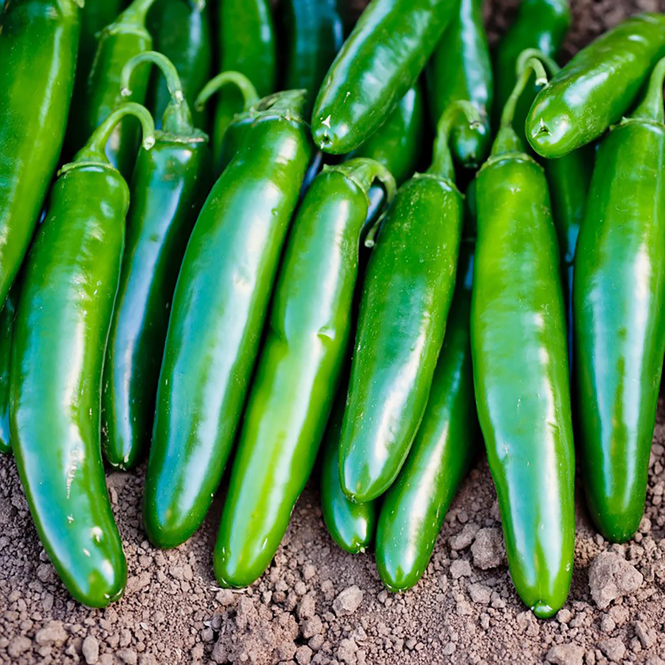 Jalapeno zaden - Afbeelding 3