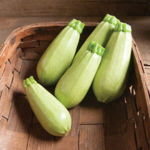 Courgette 'Wanda'