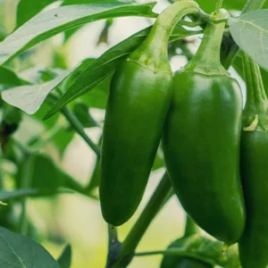 Jalapeno zaden